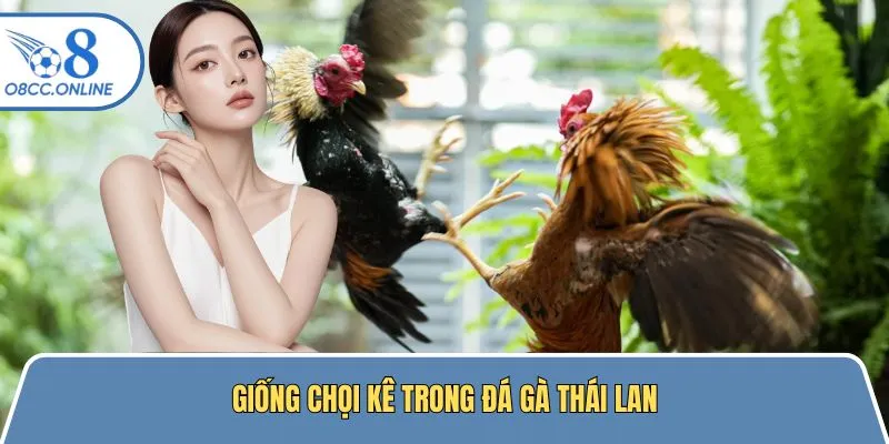 Dòng chọi kê thường nổi tiếng thường gặp tại đá gà Thái Lan